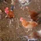دجاج بلدي مهجن مع فارسي