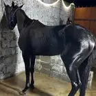 حصان انقليزي ادهم