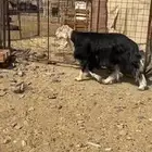 تم البيع خارج الموقع-طلي فحل مشروط السن جامع - الموقع العيص