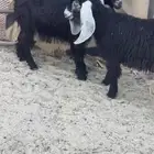 تيوس بلديه وطيبه