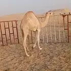 مفروده الأب سياف العقده على التحليل