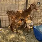 عنز متاوم تحتها تيس وجفره