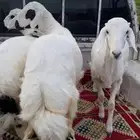 ثلاث رخال مغلقه شحم فل فل وشرط من جميع النواحي