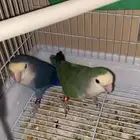 جوز روز واحد منهم مفحوص وثاني فحصه ما اخذته من المحل