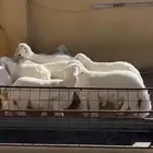 للبيع بهم طيب