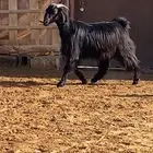 دغساء ثنيه دافع ( تم البيع )