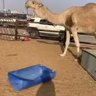 بعير باكستاني مزاين