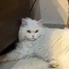 قط للتبني بالرياض لايوجد توصيل مطعمه