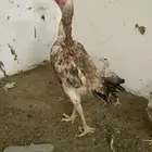 دجاج شامو ياباني