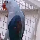 ذكر نيبالي أزرق