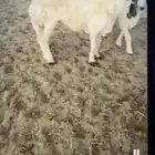 صافه تحتها رخل فل العمر فوق شهرين ديد سلم سوم 2050
