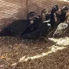 فروخ بط مصري