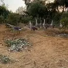 وز عراقي