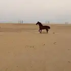 حصان إنجليزي هادي شرط يصلح حق المبتدئين