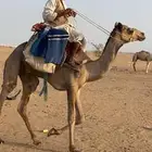 ركبي مودب مشروط سنه جذع الموقع عسفان