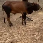 ثور