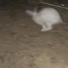 السلام عليكم