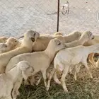 طليان ورخال تربيه حريه