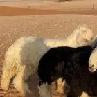 طلي نجدي