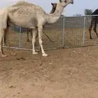 للبيع ضروبه مبيوع ولدها كفوو