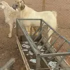 تيس فحل بيشي