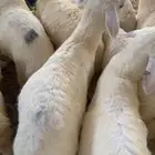 طليان ورخال حريات