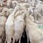 30 ضان للبيع