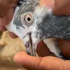 حمام تيدي