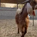 فحل عارضي كفو حارر شرط تم البيع