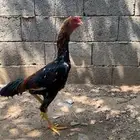 زوج دجاج شامو