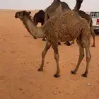 قعود قصب للبيع