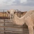 بكره وضحى للبيع مفروده