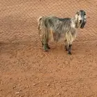 معزا لبيع