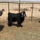 تيس فحل مشروط