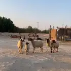 متابيع نعيم العدد 5 تحتها 5