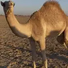 قعود لباني مفرود