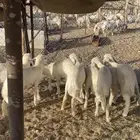 10بهم كفو (تم البيع )