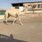 للبيع الخفوت الشقحاء