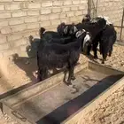 رخال و جفار عوارض