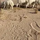 للبيع طليان فل شحم ونظيفه