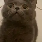 قطط سكوتش