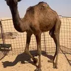بكره للبيع
