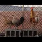 دجاج