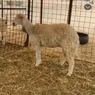 شاه ثنيه كفووو