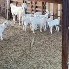 معزا بيشيات مراح مواليد