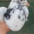 حمام باكستاني