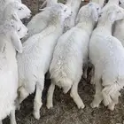 ذبايح حري بريه استعداد تام للمناسبات اتصل نصل