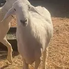 للبيع مشروع فحل