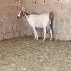 عنز