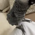 ببغاء ضايع مفقود